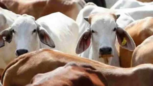 महाराष्ट्र सरकार का बड़ा फैसला