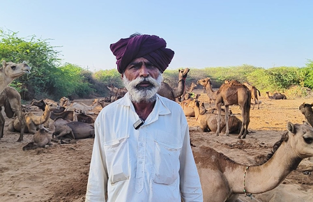 Gujarat: ऊंटनी के दूध से आई नई श्वेत क्रांति, कच्छ में अच्छी कमाई कर रहे पशुपालक