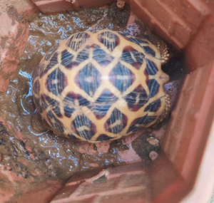 Wildlife Smuggling: आंध्र में वन्यजीव तस्करी का बड़ा खुलासा