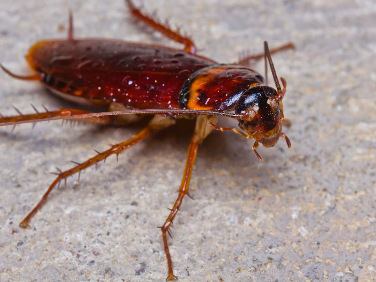 Cockroach Survival Story: युग बदले, महाविनाश हुआ, डायनासोर खत्म हो गए आखिर कॉकरोच धरती पर कैसे बच गए?