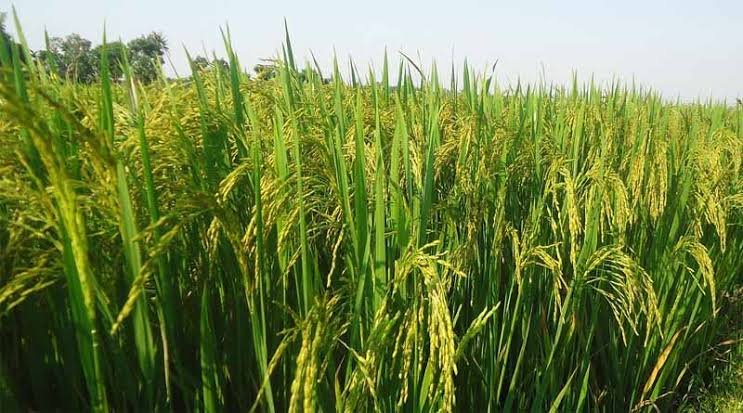  Kharif Season 2026: