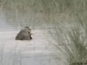 Bahraich Crocodile Attack: बहराइच में मगरमच्छ ने 12 साल के बच्चे को निगला