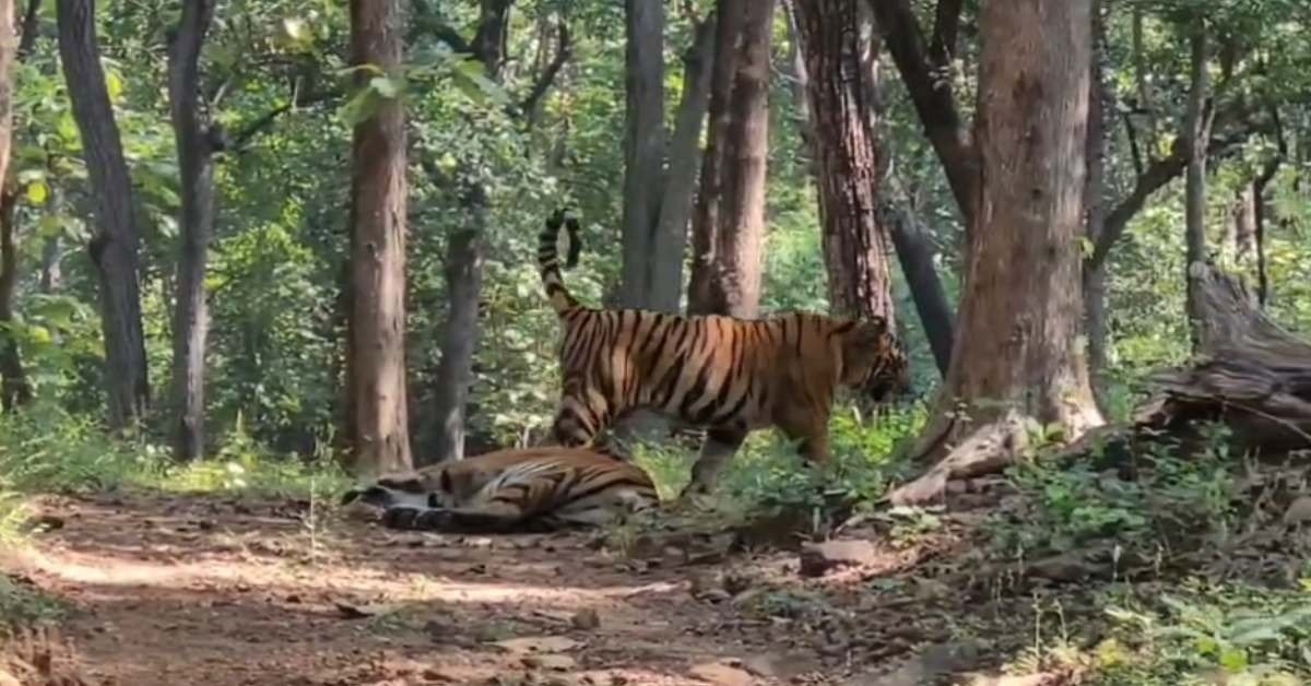 सतपुड़ा बना बाघ संरक्षण की मिसाल