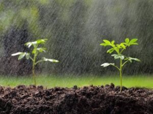 Gardening Tips: बारिश का पानी पौधों के लिए कितना फायदेमंद?