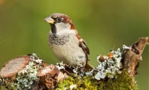 Bird Language: पक्षियों की भाषा समझने में AI को मिली बड़ी सफलता