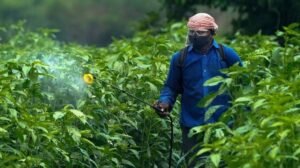 Paraquat Dichloride Ban: पैराक्वाट केमिकल पर केंद्र सरकार का बैन
