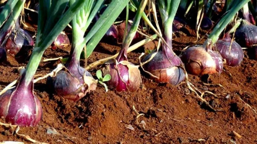 Onion Crisis: जानें प्याज उत्पादन में भारत की वैश्विक स्थिति