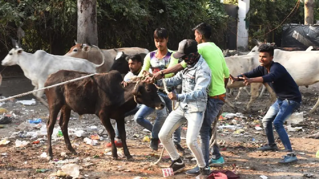 UP News: लखनऊ में दरोगा पर लोहे की चेन से हमला, 24 पर केस, 200 भैंसें पकड़ी गईं; मेयर बोलीं- पूरा इलाका साफ करेंगे
