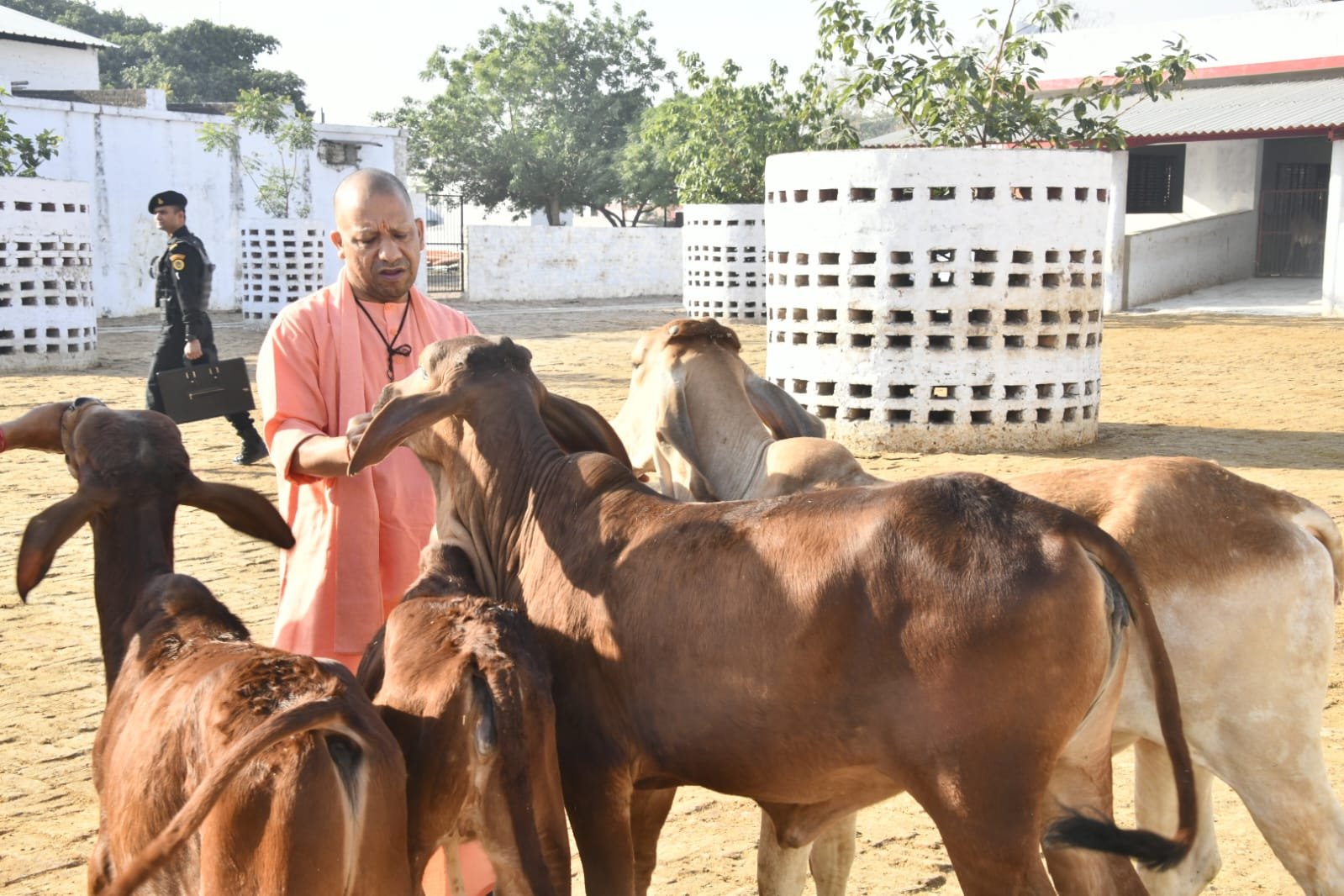 मुख्यमंत्री योगी आदित्यनाथ गायों को चारा खिलाते हुए 