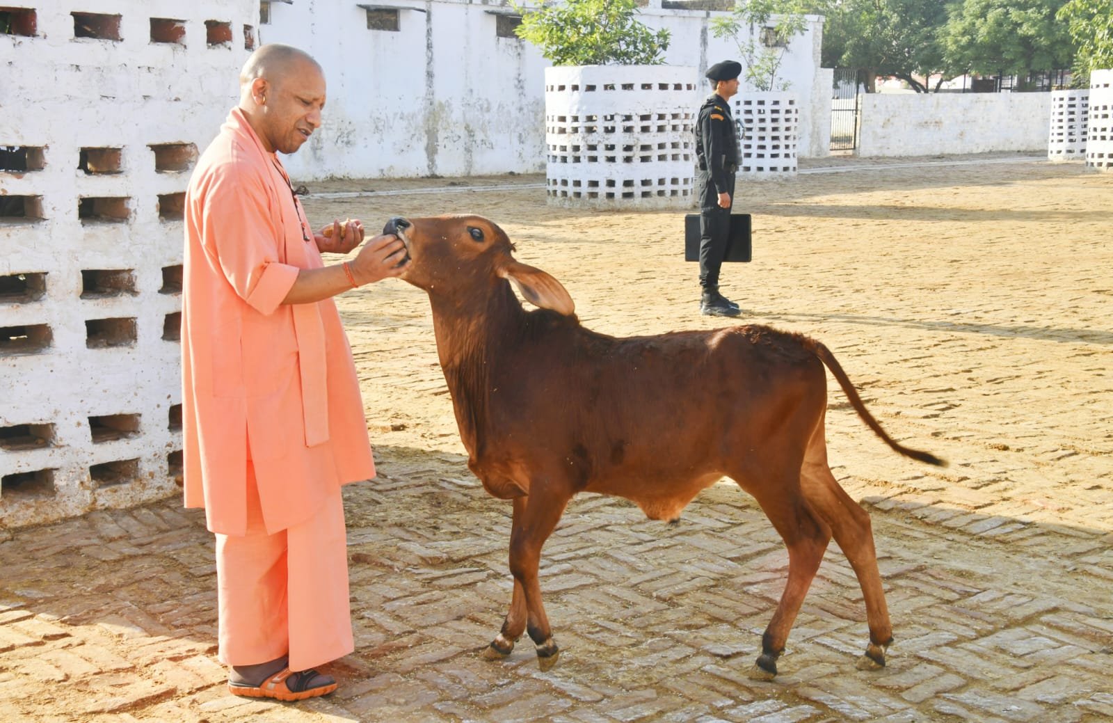 मुख्यमंत्री योगी आदित्यनाथ चारा खिलाते हुए