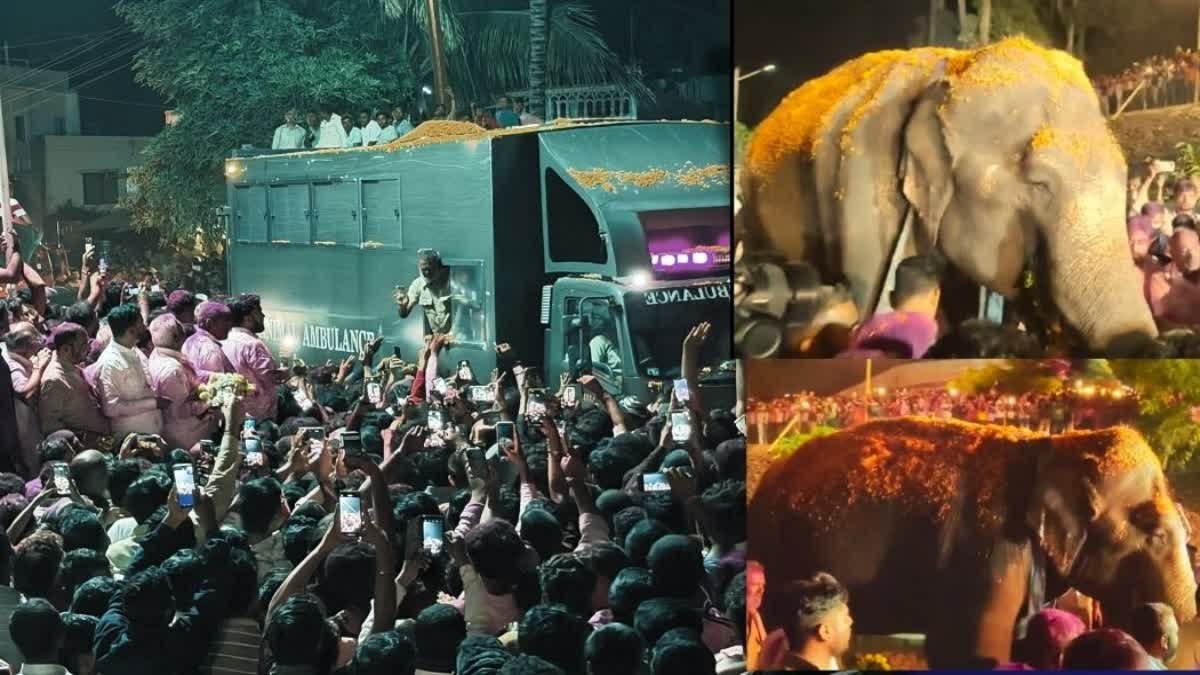महादेवी की 13 महीने बाद कोल्हापुर वापसी