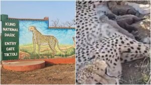 Project Cheetah: कूनो में बढ़ा चीतों का कुनबा, जन्मे 4 शावक