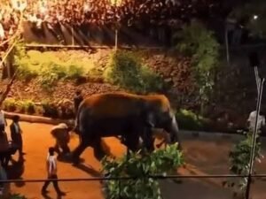 Mahadevi Elephant: कोल्हापुर पहुंची महादेवी, फूलों से स्वागत