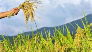 Rice Production: चावल उत्पादन घटने से बढ़ी कीमतों की चिंता